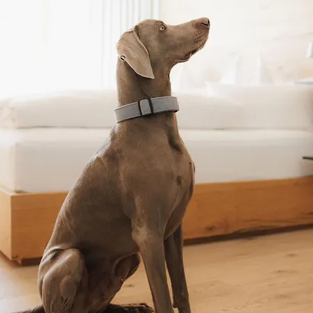 Mesnerhaus & Gourmetrestaurant Mesnerhaus Mit 4 Hauben * Mauterndorf (Salzburg)